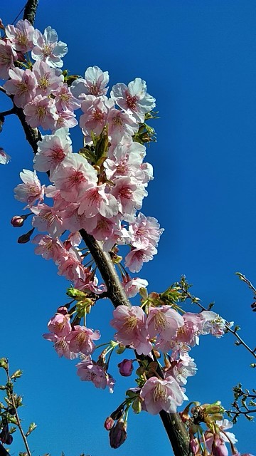 添付画像